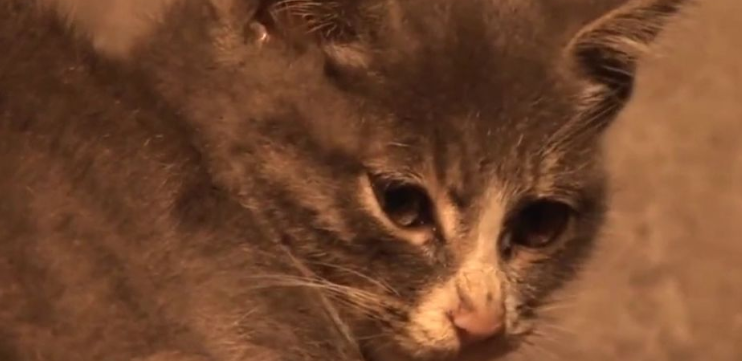 小猫捡到的肉喂给妈妈，自己胃里全是石头(图1)