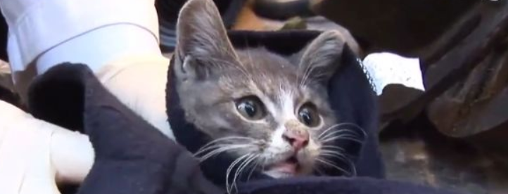 小猫捡到的肉喂给妈妈，自己胃里全是石头(图2)