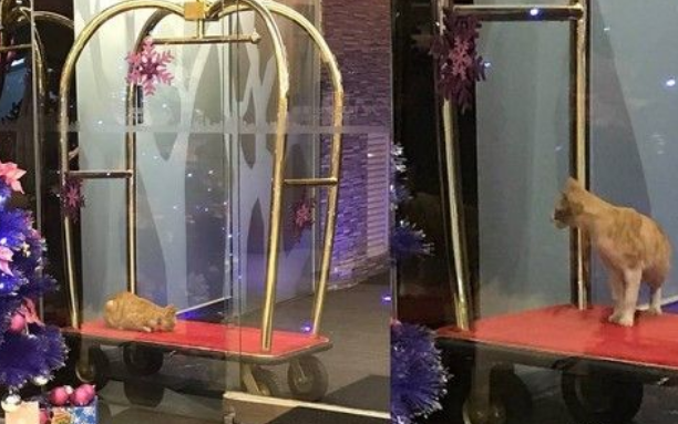 台中流浪猫喜欢躺行李车 酒店每天给它吃大餐(图1)