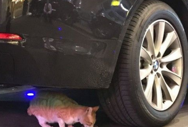 台中流浪猫喜欢躺行李车 酒店每天给它吃大餐(图2)