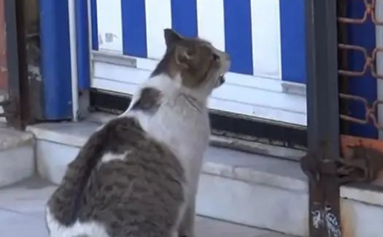 怀孕猫妈在诊所门焦急等待，医生当场愣住，猫：我要生了！(图1)