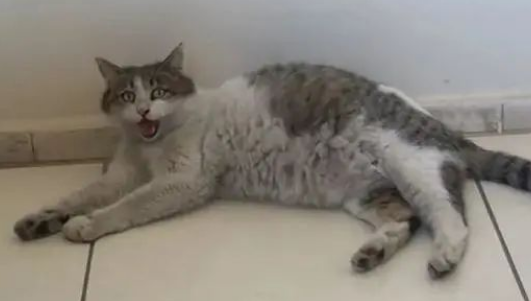 怀孕猫妈在诊所门焦急等待，医生当场愣住，猫：我要生了！(图2)