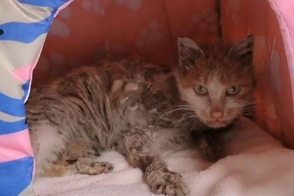 夜里偶遇流浪猫，却被它的模样惊到，这真的是猫吗？(图1)