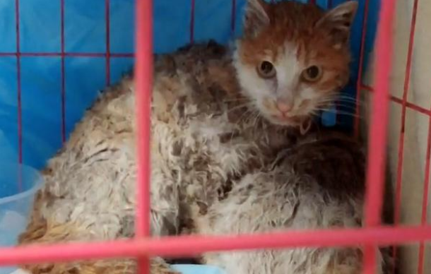 夜里偶遇流浪猫，却被它的模样惊到，这真的是猫吗？(图2)