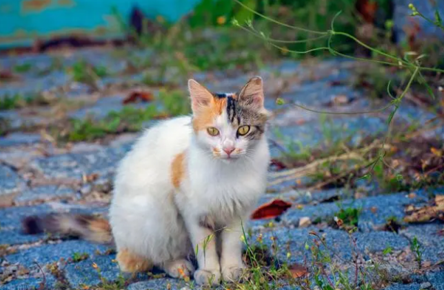 这么豪华？北京女子将车库改造成流浪猫自助酒店，配置不太简单！(图4)