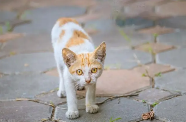 这么豪华？北京女子将车库改造成流浪猫自助酒店，配置不太简单！(图5)