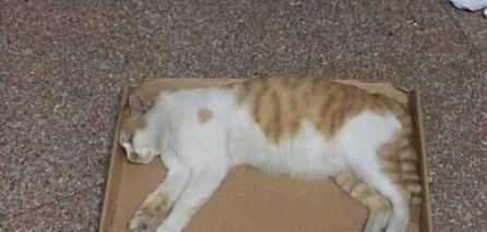 捡到怀孕流浪猫去做产检，医生说的一句话，网友抱着猫咪就跑了(图1)