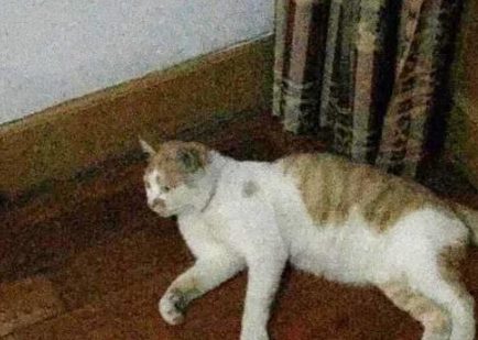 捡到怀孕流浪猫去做产检，医生说的一句话，网友抱着猫咪就跑了(图2)