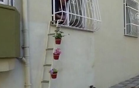 土国女子在窗外架梯子 让流浪猫进屋取暖(图1)
