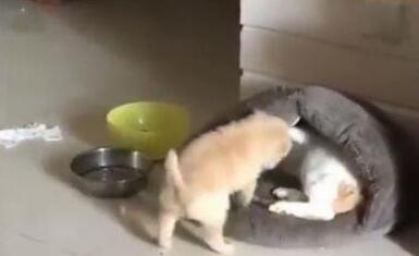 小金毛钻猫窝，猫咪忍无可忍，一脚踹飞金毛，你的狗窝在那边呢(图1)