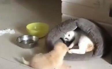 小金毛钻猫窝，猫咪忍无可忍，一脚踹飞金毛，你的狗窝在那边呢(图3)