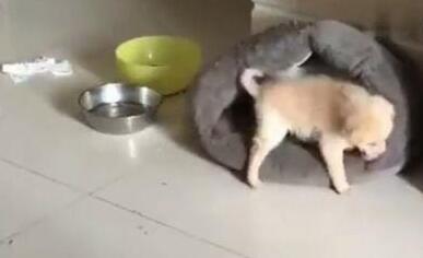 小金毛钻猫窝，猫咪忍无可忍，一脚踹飞金毛，你的狗窝在那边呢(图2)