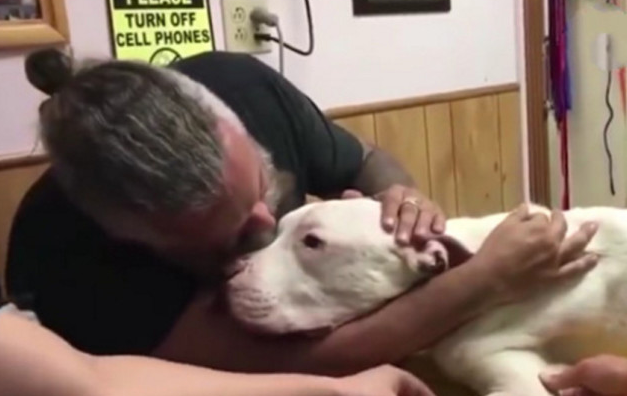 狗狗得病被安宁，临终前竟外露这般小表情，猫奴看过泪水散流(图1)