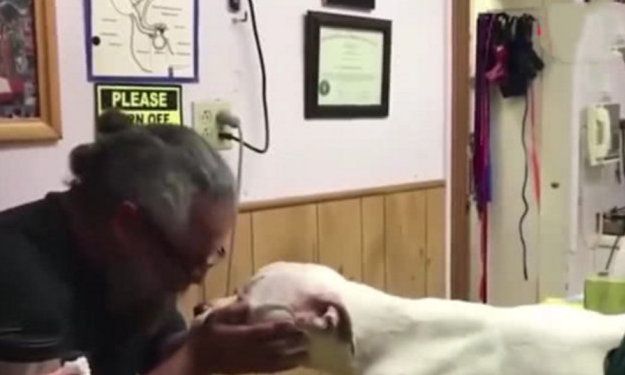 狗狗得病被安宁，临终前竟外露这般小表情，猫奴看过泪水散流(图2)