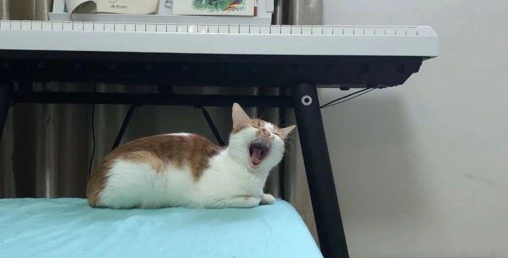 家里养猫，如何尽可能去除味道？(图2)