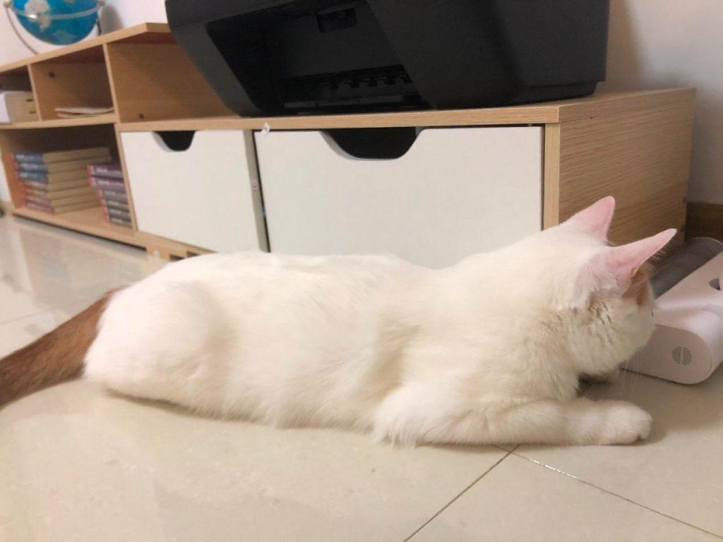 家里养猫，如何尽可能去除味道？(图1)