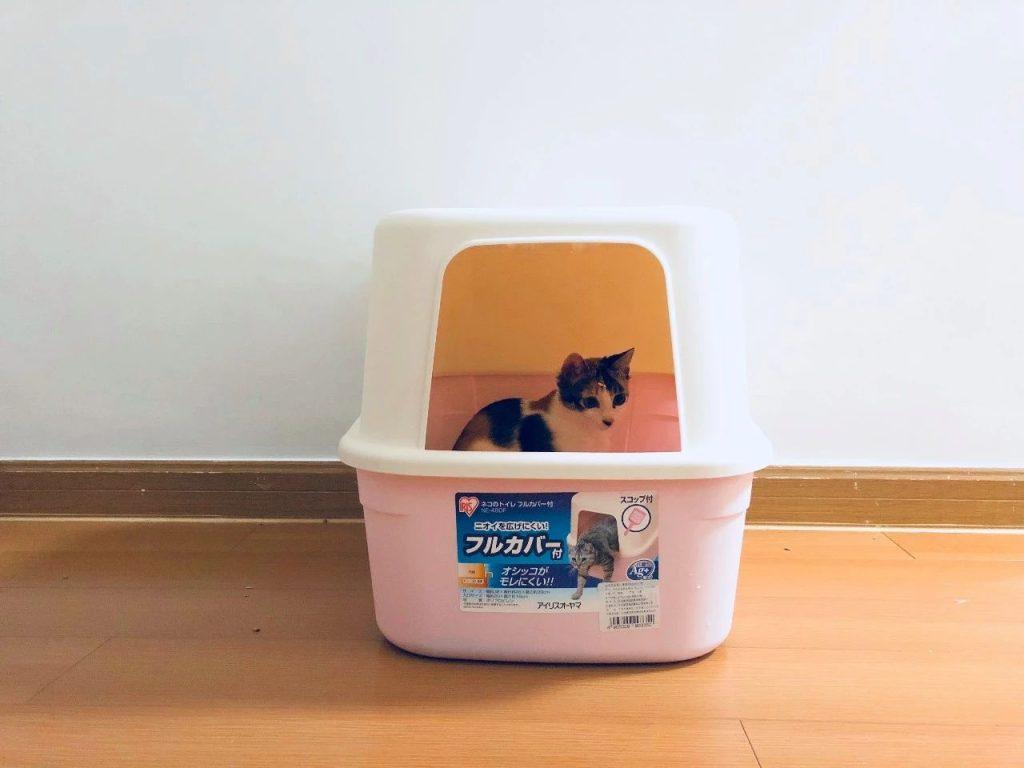 家里养猫，如何尽可能去除味道？(图4)