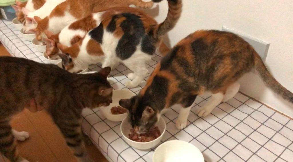 家里养猫，如何尽可能去除味道？(图3)