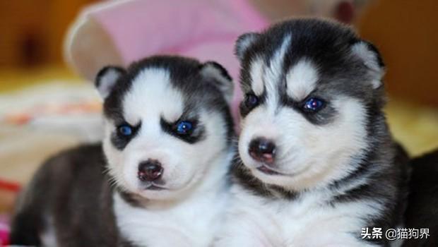 养哈士奇幼犬时，需要注意的事项有哪些？（养哈士奇之前必看）(图2)