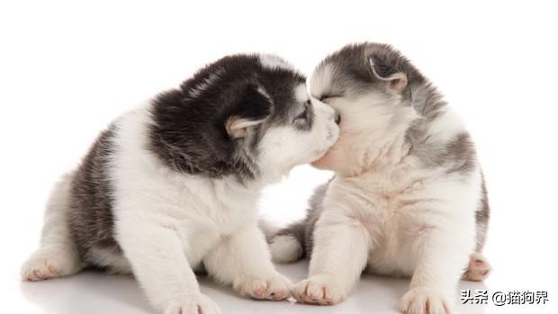 养哈士奇幼犬时，需要注意的事项有哪些？（养哈士奇之前必看）(图1)