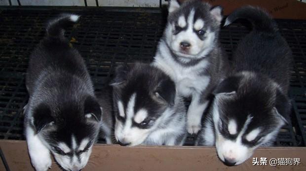 养哈士奇幼犬时，需要注意的事项有哪些？（养哈士奇之前必看）(图4)