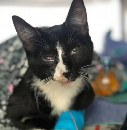 6个月的小猫被困洗衣机狂摇30分钟 最后竟发生了奇迹(图2)