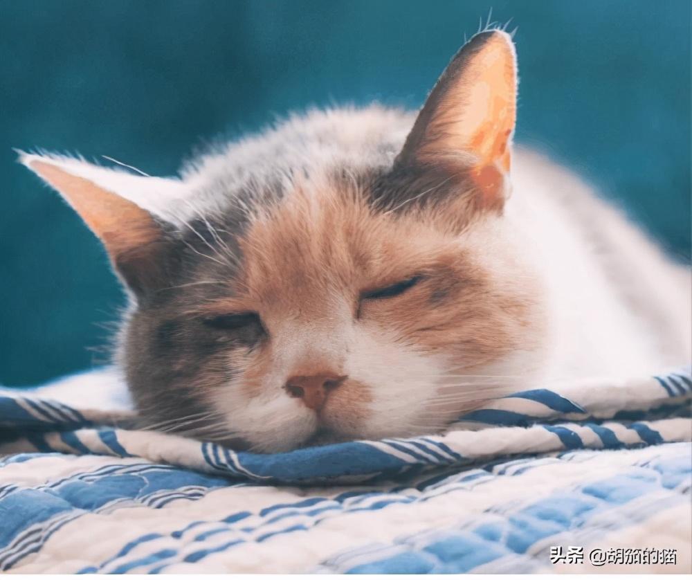 肾衰猫咪没有食欲怎么办？怎么促进猫咪的食欲？(图1)