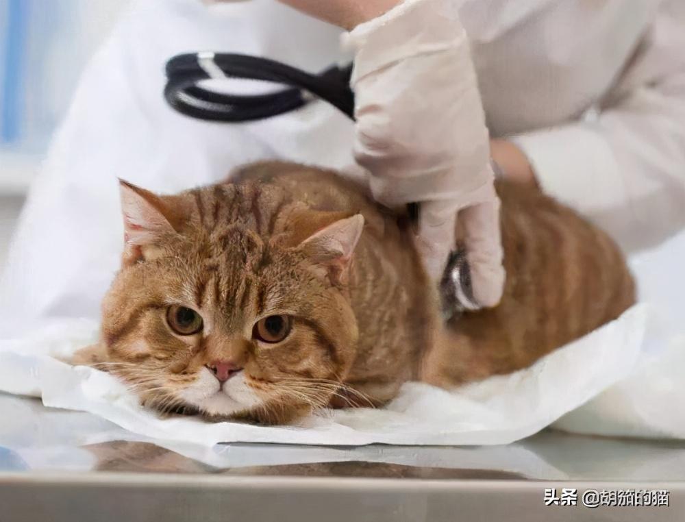 肾衰猫咪没有食欲怎么办？怎么促进猫咪的食欲？(图2)