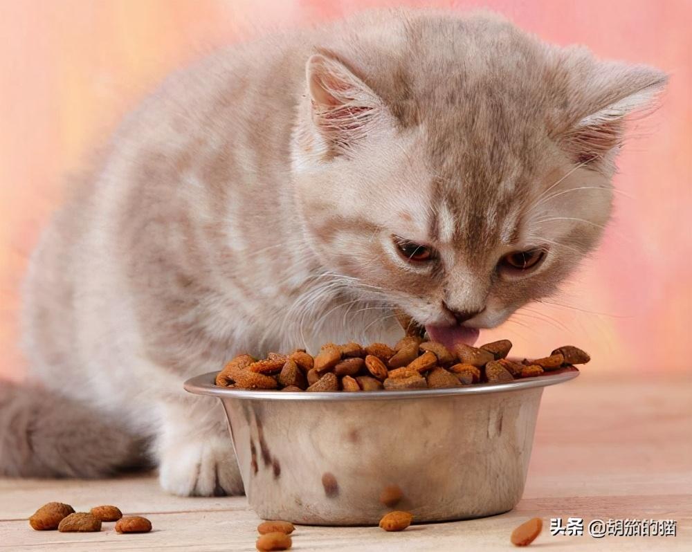肾衰猫咪没有食欲怎么办？怎么促进猫咪的食欲？(图3)