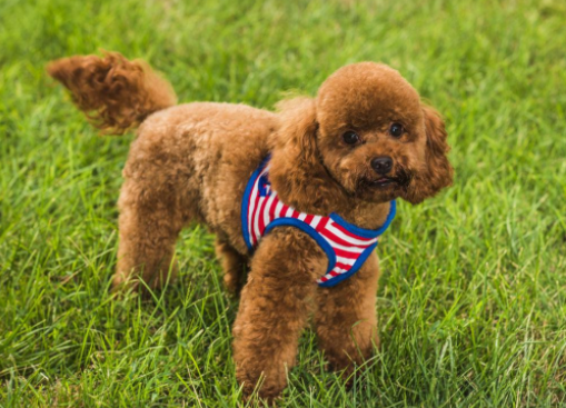 想把“泰迪”养好,你需要知道这几件事情(泰迪犬怎么养才听话)(图1)