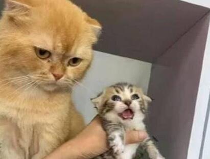 猫妈妈生了一窝小猫，却有一只长得太特别，猫妈的反应逗笑主人(图2)