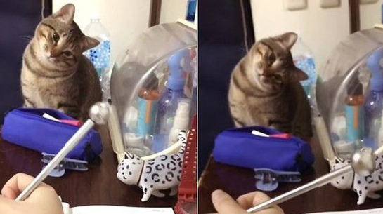 奴才到底在干嘛呀 猫主子超认真研究笔(图1)