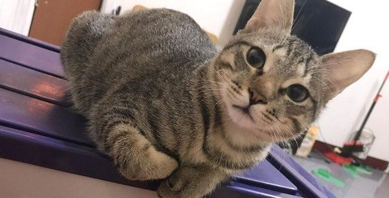 奴才到底在干嘛呀 猫主子超认真研究笔(图2)