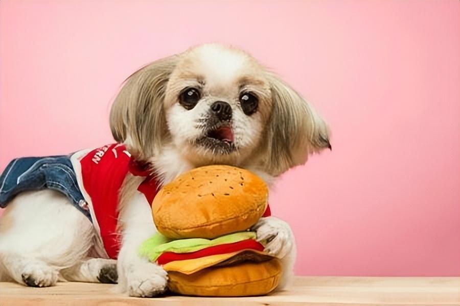探究狗狗饮食过量的后果及解决方法（狗的饮食有什么特点）(图2)