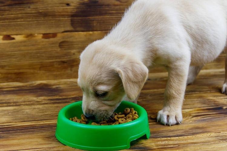 探究狗狗饮食过量的后果及解决方法（狗的饮食有什么特点）(图1)