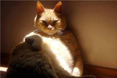 猫咪强烈的习砂性！猫咪为什么习惯用猫砂？(图1)