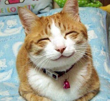 猫咪强烈的习砂性！猫咪为什么习惯用猫砂？(图2)