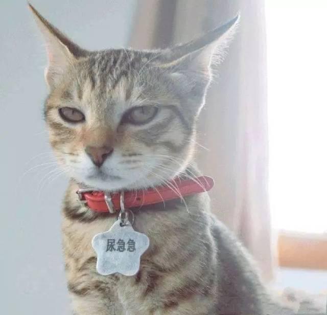 猫咪强烈的习砂性！猫咪为什么习惯用猫砂？(图3)