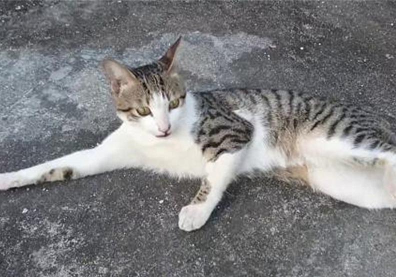 蜂窝煤能代替猫砂？猫咪表示不喜欢，担心患尿路感染(图3)