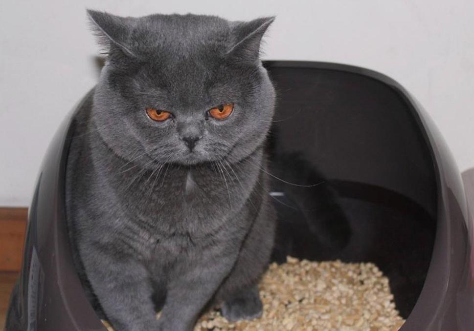 蜂窝煤能代替猫砂？猫咪表示不喜欢，担心患尿路感染(图6)