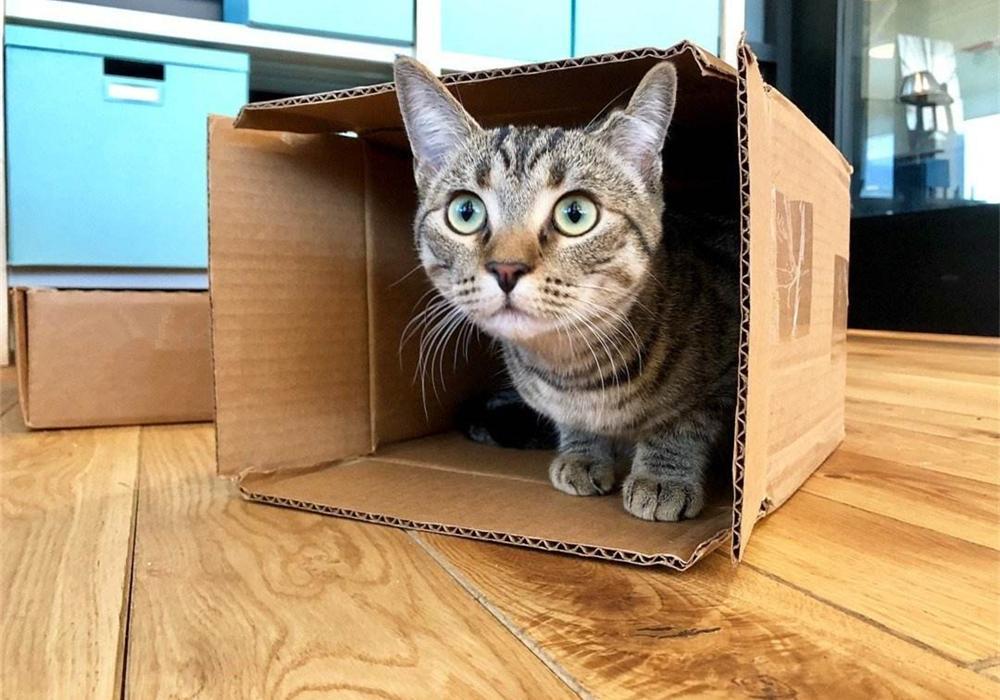 蜂窝煤能代替猫砂？猫咪表示不喜欢，担心患尿路感染(图7)