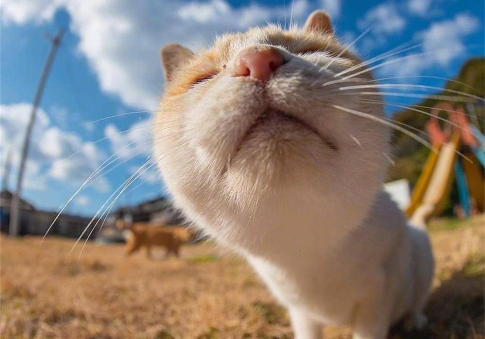 蜂窝煤能代替猫砂？猫咪表示不喜欢，担心患尿路感染(图9)