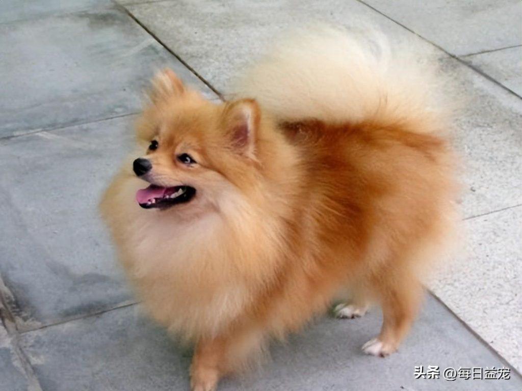 狗狗刚出生就要断尾，这样做真的好吗？（狗狗刚出生可以断尾吗）(图1)