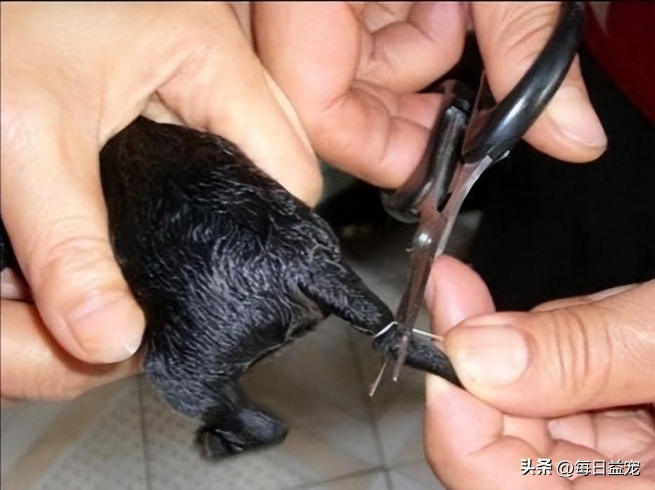 狗狗刚出生就要断尾，这样做真的好吗？（狗狗刚出生可以断尾吗）(图2)