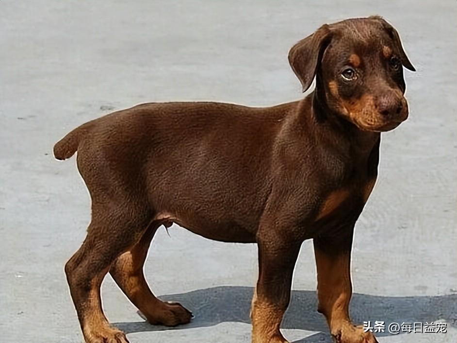 狗狗刚出生就要断尾，这样做真的好吗？（狗狗刚出生可以断尾吗）(图5)