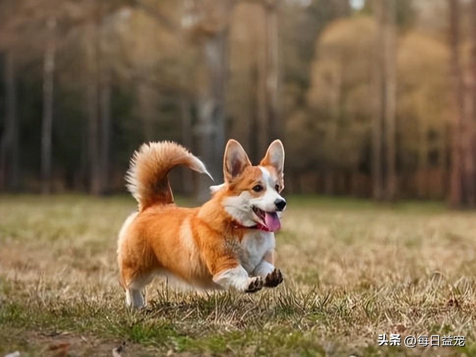 狗狗刚出生就要断尾，这样做真的好吗？（狗狗刚出生可以断尾吗）(图6)