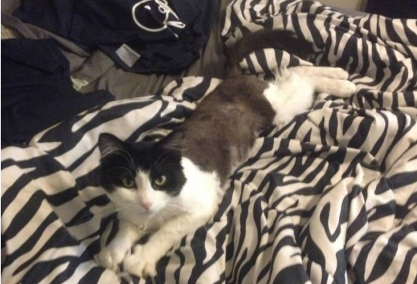 弃猫送收容所却被抱住不放手 好心夫妇决定收编(图1)