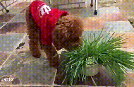 萨摩耶幼犬关厕所就一直叫，还有乱咬坏习惯怎么办？（萨摩耶幼犬晚上一直叫怎么办）(图4)