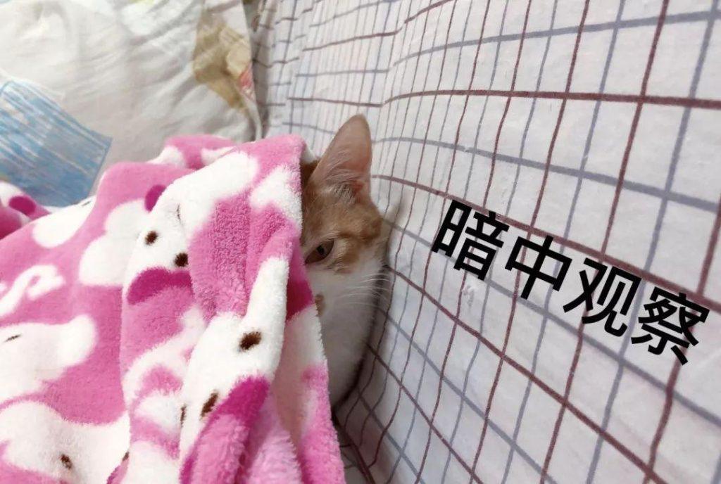 猫咪肾衰竭怎么办？如何处理肾衰竭问题？(图3)