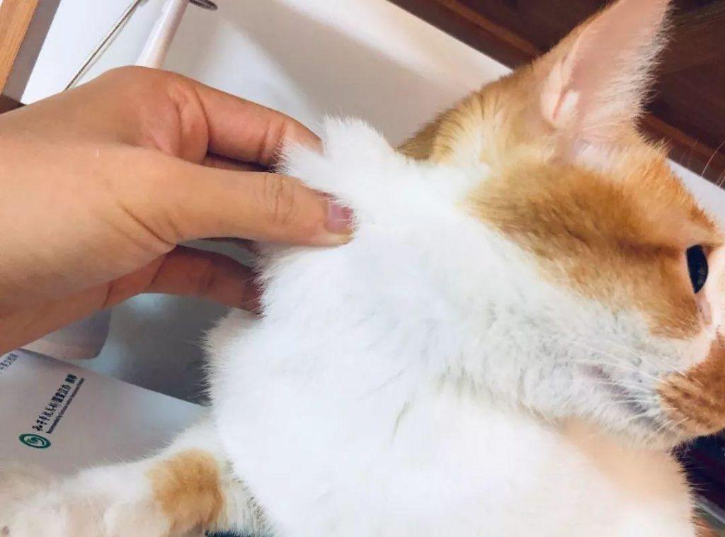 猫咪肾衰竭怎么办？如何处理肾衰竭问题？(图4)